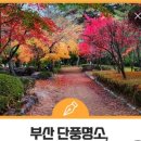 24년12월14일(토)쇠미산&금정산(금강공원단풍) 이미지