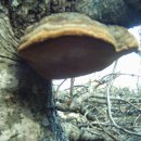 진다리로 이미지