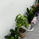 준내과의원 | 와이존테라피수원인계점 수원왁싱 인계동왁싱 수원와이존테라피 더스무스 인계점 후기 임산부 브라질리언