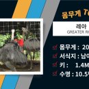 큰새 이미지