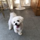 꼬미네 펫샬롱 애견미용 이미지