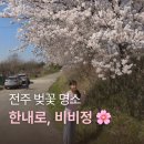 한내로 | 전주 벚꽃 인생샷 명소 한내로 벚꽃길 비비정 드라이브 코스 이번 주말 피크