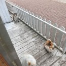 주앤동물병원 이미지