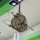 양평곤충박물관 이미지