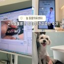 고덕동물병원 늘 동물의료센터 :: 말티푸 우동이의 건강검진 상세 후기