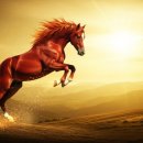 적토마 짐 이미지