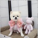 예쁘개 반려견미용샵 이미지