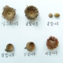 2009 숭문산악부 한라산 동계훈련 이미지