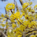 원적로 | 2026 이천백사 산수유축제 - 미리 방문 후기 및 주차 꿀팁