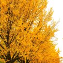 곡교천 은행나무길 이미지