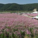 메밀영농조합법인 이미지