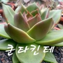 쿤타킨테 이미지