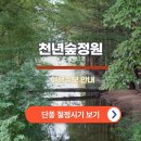 천년숲 이미지