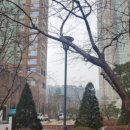 일산도배 일산동구 백석동 요진와이시티 35평형 무몰딩도배 디아망 회벽화이트 시공 후기