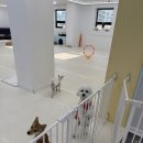 뿡뿡애견호텔 이미지