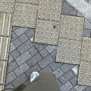 단정하개 이미지