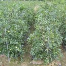 대추나무 재배시 유의할 빗자루병 이미지