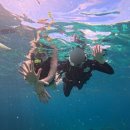 나랑놀개 | 세부여행2) 골드망고그릴/ 놀자호핑투어후기 / 츄비츄비 / 골드문스파 / 라이브펍 파차 , 251212