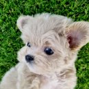 아이러브독 강아지분양 부천점 이미지