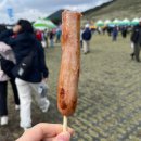 새별오름 | 제주 도새기축제 2025 방문 후기 새별오름 주차 먹거리