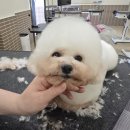 코리아애견샵 네이버블로그