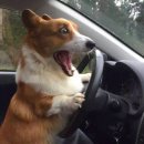 [운전면허 취득기] 꼬마자동차 붕붕~ 🚗
