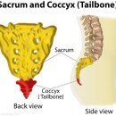 미골(Coccyx)의 해부학적 이론 이미지