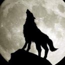 wolf (울프, 늑대, (늑대가) 울어삐) 어원 이미지