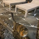 중문 골드빌라스 대가족숙소 펜션 이미지