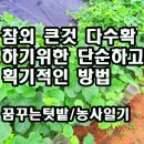 참외 큰것으로 다수확 하기위한 단순하고 획기적인 방법 이미지