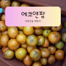 다팜생활용품점 | 에코앤팜 과일도매 위탁판매 B2B로 만난 효돈감귤 로얄과 5kg 솔직 후기