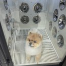 강남애니펫샵 이미지