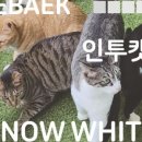 인투캣츠 이미지