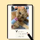 동원동물병원 | 더현대서울 고양이 츄르[페스룸x 동원 팝업] 봤어? 퓨어튜나스틱으로 방금 내가 쟤 하늘이 됬어.