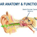 시그니아 독일보청기 하남센터 이미지