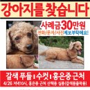 강아지를찾습니다(강아지찾는전단지) 이미지