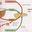 당뇨증상과 혈당조절 이미지