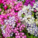 이베리스 이미지