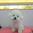 브리앙뜨몽 이미지