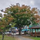 느티나무사거리 이미지