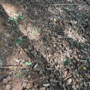 도토리 묵가루 판매합니다 이미지