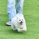 딩동댕애견스파풀빌라 이미지