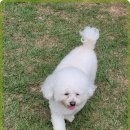 애견카페왕 이미지