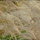 화서공원 이미지