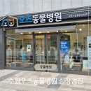 수원 오즈동물병원 | 수원오즈동물병원 고양이 심장병 심장초음파 솔직리뷰