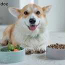 좋은강아지 이미지