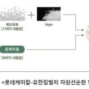 유한케미칼