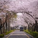 (주)코리아세븐 한옥마을점 | 이른 아침 즐기는 서울 벚꽃 명소 북촌 정독도서관 연분홍 벚꽃터널 감상 후기.txt