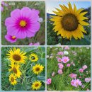 꽃단지 화장실 이미지