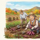 고구마 수확 이미지